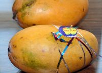 Пакистанские мангоы