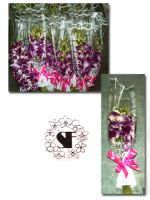 Поставка орхидеи