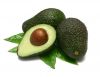 Fresh Avocado for sale