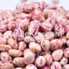 KIDNEY bean, Long Shape Kidney Bean, Round Shape Kidney Bean