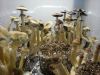 Psilocybe Cubensis (Fungus)