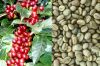 Кофейные зерна Arabica качества для сбывания на конкурентоспособной цене.