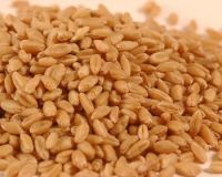 Высокомарочная пшеница