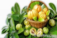 Cambogia P.e. Garcinia.