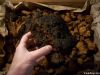 Chaga Mushroom