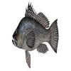 High Quality Black Sea Bass Fish For Sale