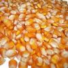 Yellow and White Maize (Corn) GRADE A