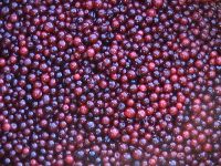 Lingonberries Iqf одичалые