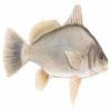 Black Drum Fish For Sale