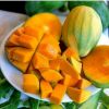 FRESH MANGO Alphonso