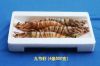 Nine-Joint Shrimp from deep ocean