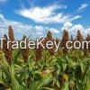 Sorghum