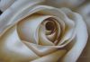 Красить белого Розы