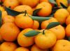 помераец nanfeng (tangerine, мандарин)