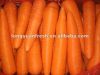 Горяче! морковь 2012 урожаев свежая красная китайская