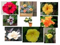 Flores, Permanente Plantas Y Plantas Ornamentales De Florecimiento