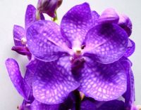 свежие орхидеи отрезка