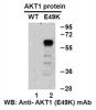 Anti-AKT1 (E49K) Mouse Monoclonal Antibody