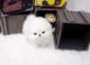 Charming.CUTE  Teacup Pomeranian Puppies for adoption- 