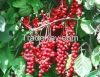 Выдержка Schisandra Chinensis