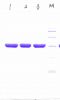 бета-lactamase, рекомбинатно