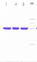 Beta Lactamase, 재조합형