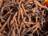 Cordyceps Mushroom Mycelium