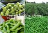 Frozen Snow Green Peas, Strawberry, Blackberry, Fruit Seabuckthorn for sale