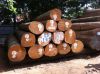 High Quality Round Teak Wood, Doussie, Tali Wood, Padouk, Pine, Boxwood, Azobe Wood and Timber Logs 