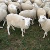 Live Awassi sheep / Merino sheep / Dorper Ewe sheeps and lambs 