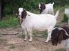 Pure Breed Boer Goat For Sale