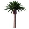 wholesale artificial decorative Date Palm Tree for sale