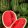 Wholesale Fresh Watermelon / Fresh Watermelon For Sale