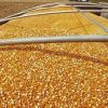 Yellow and White Maize (Corn) GRADE A