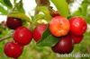 Выдержка вишни Acerola