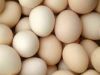 Плодородные яичка цыпленка | Яичка свежей таблицы фермы белые | Яичка таблицы Брайна