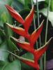 Heliconia Bihai Cv. 가재 클로 하나