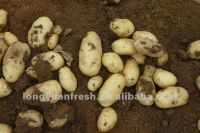 свежие картошки для сбывания