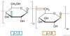 Beta 1, 3-D Glucan Powder