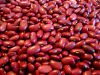 central american red bean