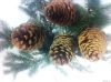 Natural Jeffrey Pine Cones