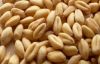  Soft Milling Wheat â NON-GMO (for making bread) - USA/Mexico Origin.