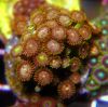 zoanthids ricordia soft corals farm raised