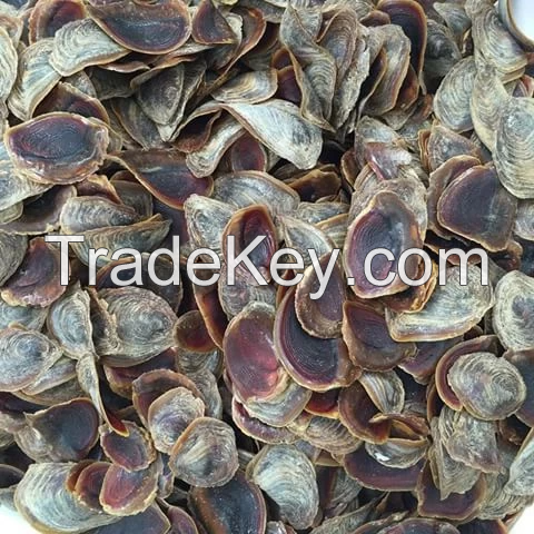 PREMIUM MUREX OPERCULUM SHELLS / HANDPICKED QUALITY / DECORATIVE CHARM / MADE IN VIETNAM