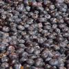 2024 Bulk IQF Frozen Fruit-Fresh Blueberries and Strawberries Type Berries