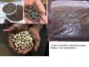 Jatropha, рицинус, Neem, семена хлопка &amp; весь тип семени и рисов