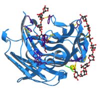 Амилаза альфаы, энзимы Glucoamylase