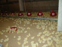 Оборудование размножения цыплятины оборудования птицефермы