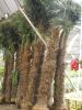 fortunei trachycarpus