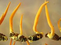 Cordyceps 추출...